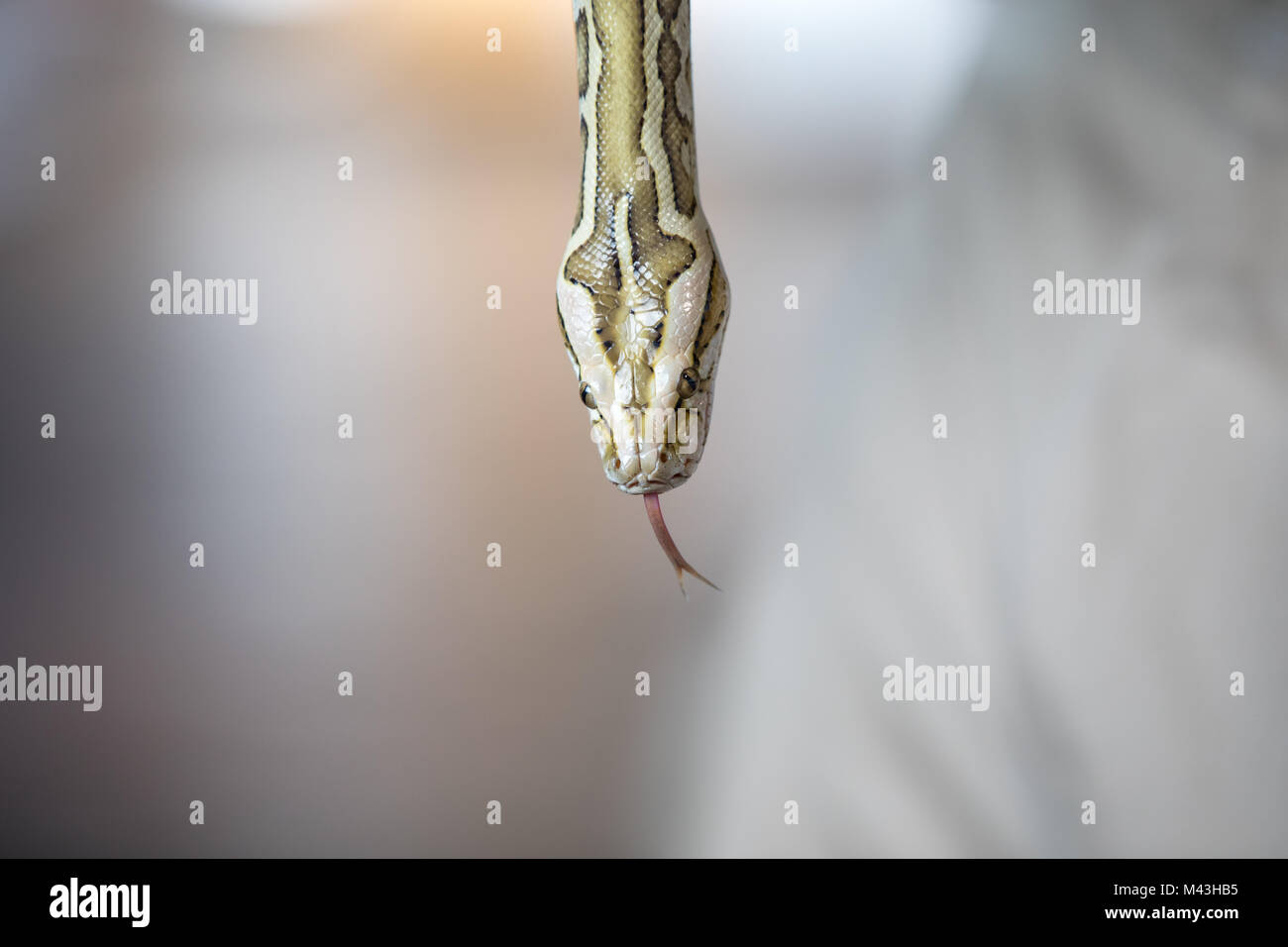 Close-up portrait of a young yellow pattern Burmese python (Python ...