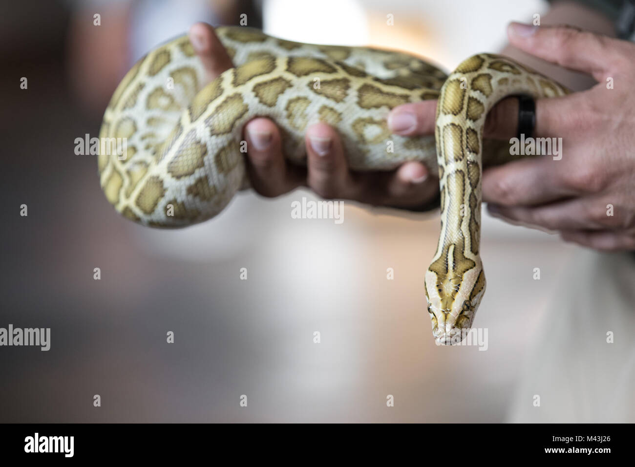 Close-up portrait of a young yellow pattern Burmese python (Python ...