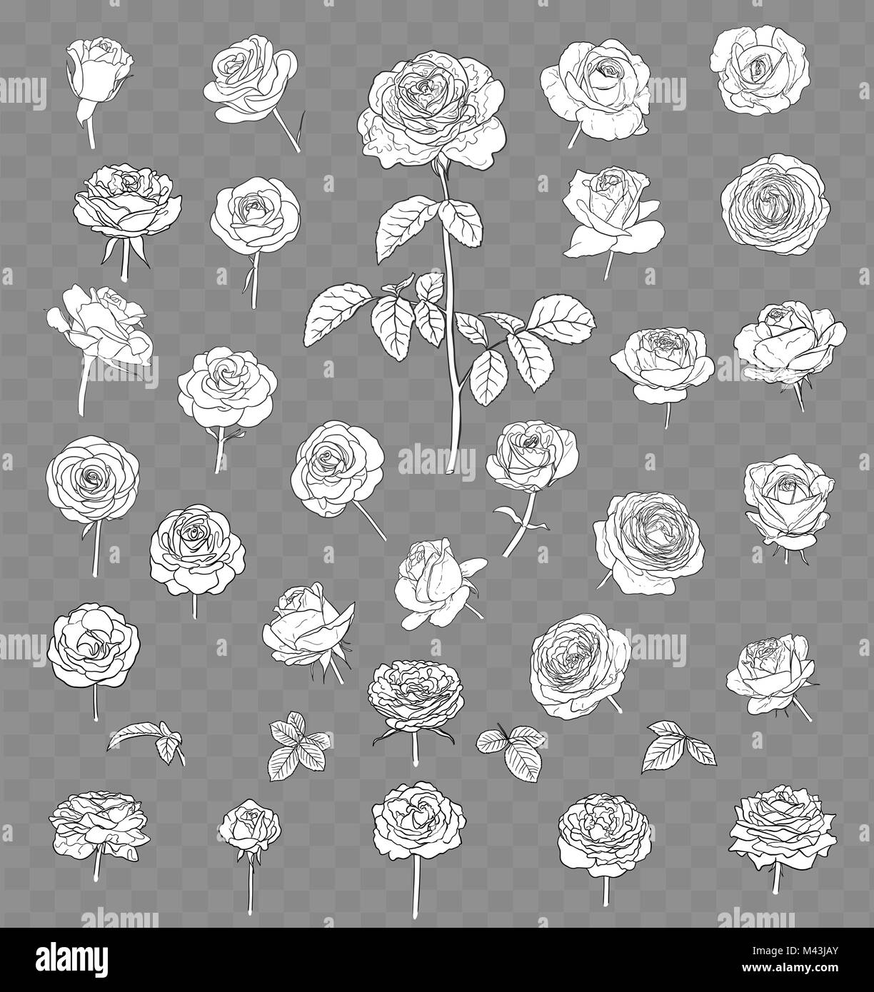 rose drawing set isolated on transparent background. hand drawn  Stock Vector