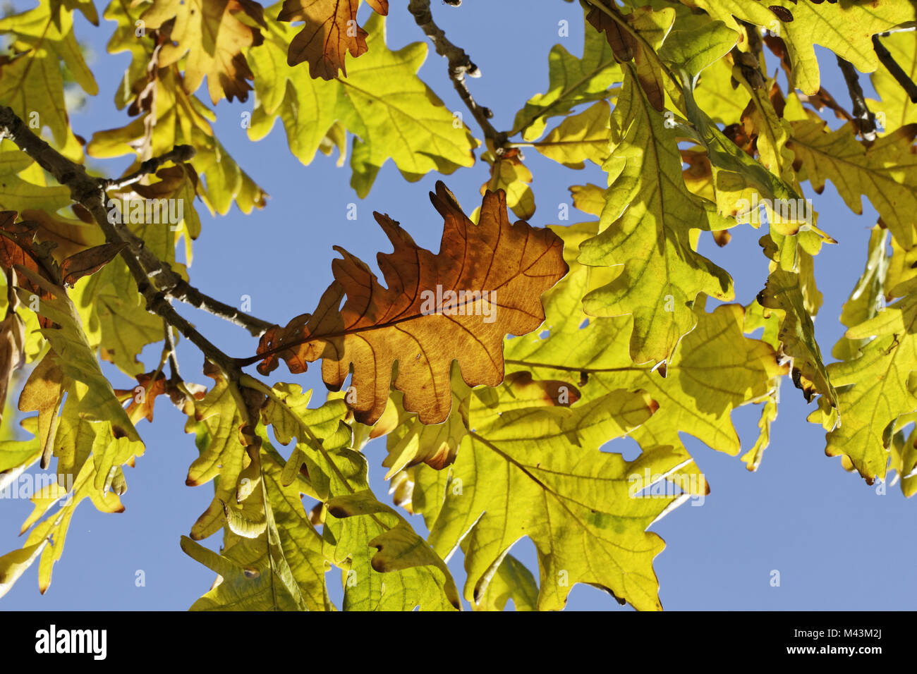Quercus frainetto (syn. Quercus conferta, autumn Stock Photo