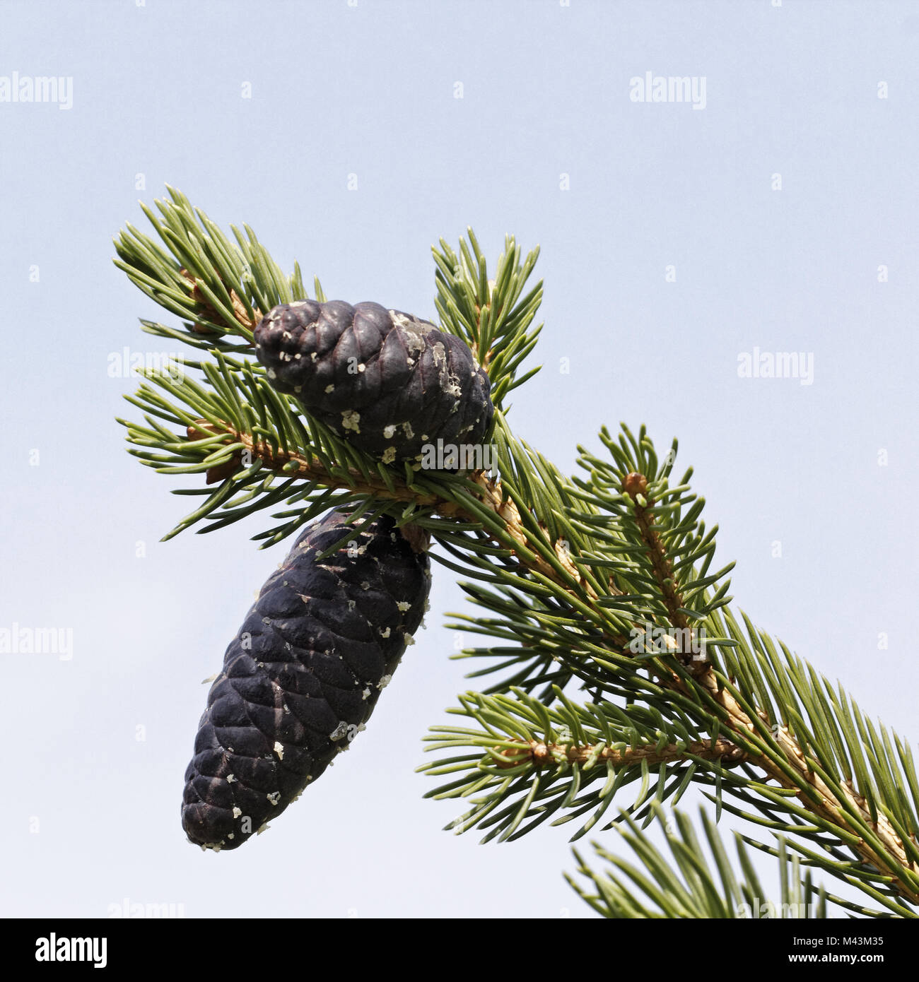 Picea schrenkiana, tianschanica, Schrenk's Spruce Stock Photo