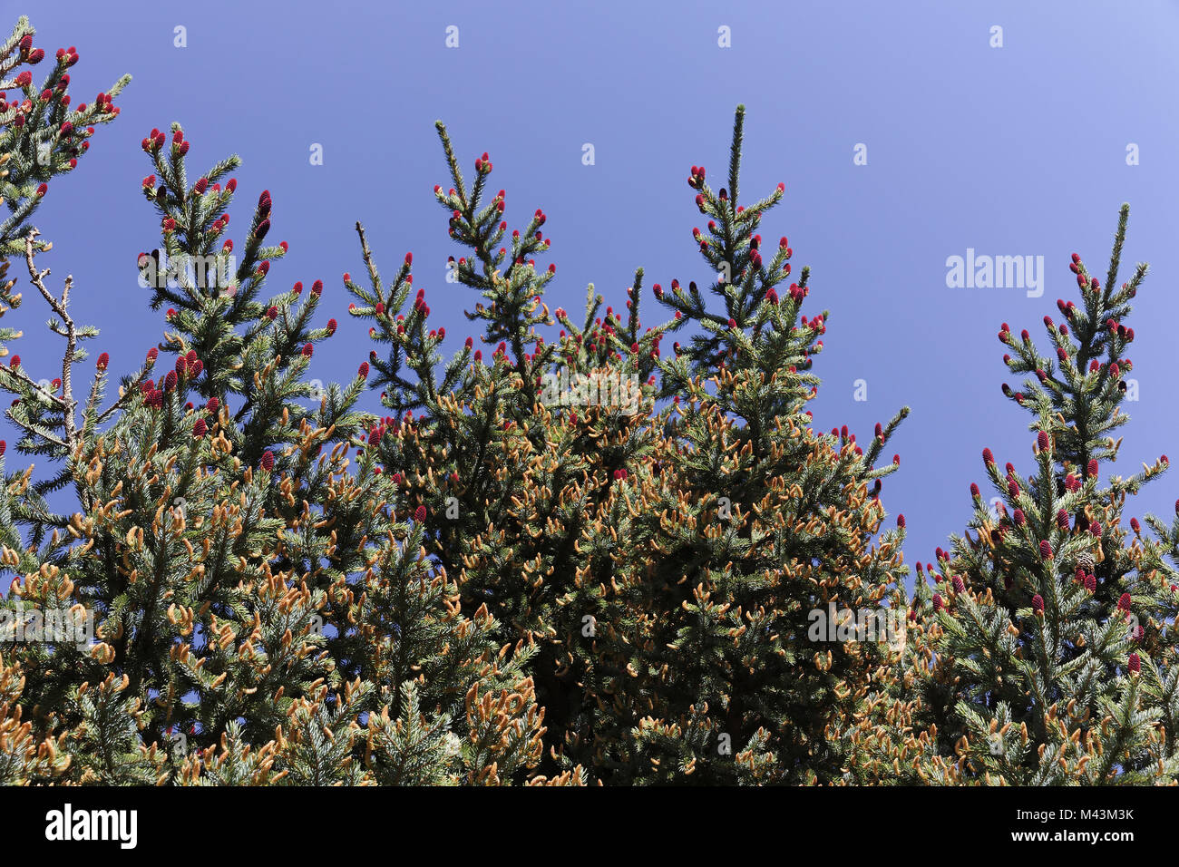 Picea jezoensis, Picea yezoenis, Jezo spruce, Yezo Stock Photo