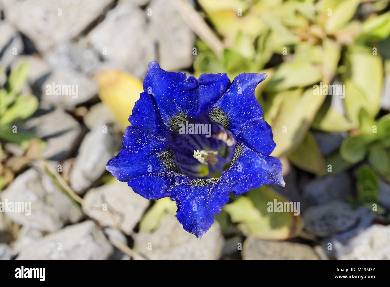 Gentiana acaulis, G. kochiana, Stemless Gentian Stock Photo