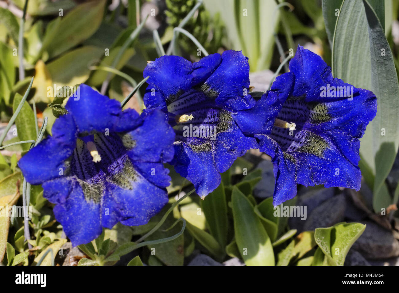 Gentiana Acaulis G Kochiana Stemless Gentian Stock Photo Alamy Gentiana Acaulis G Kochiana Stemless Gentian Stock Photo Alamy