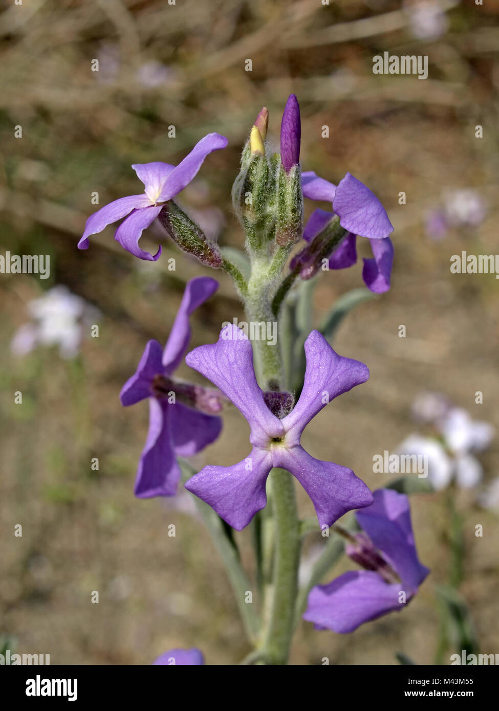 Matthiola incana, Hoary-stock, Night-scented stock Stock Photo