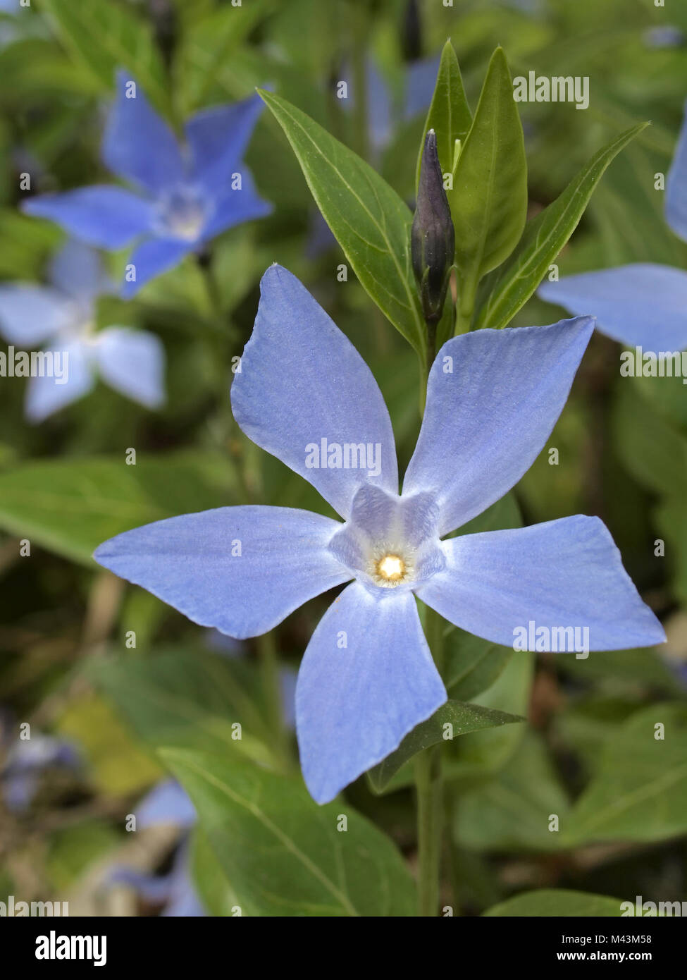 Vinca major, Bigleaf Periwinkle, Large Periwinkle Stock Photo Alamy