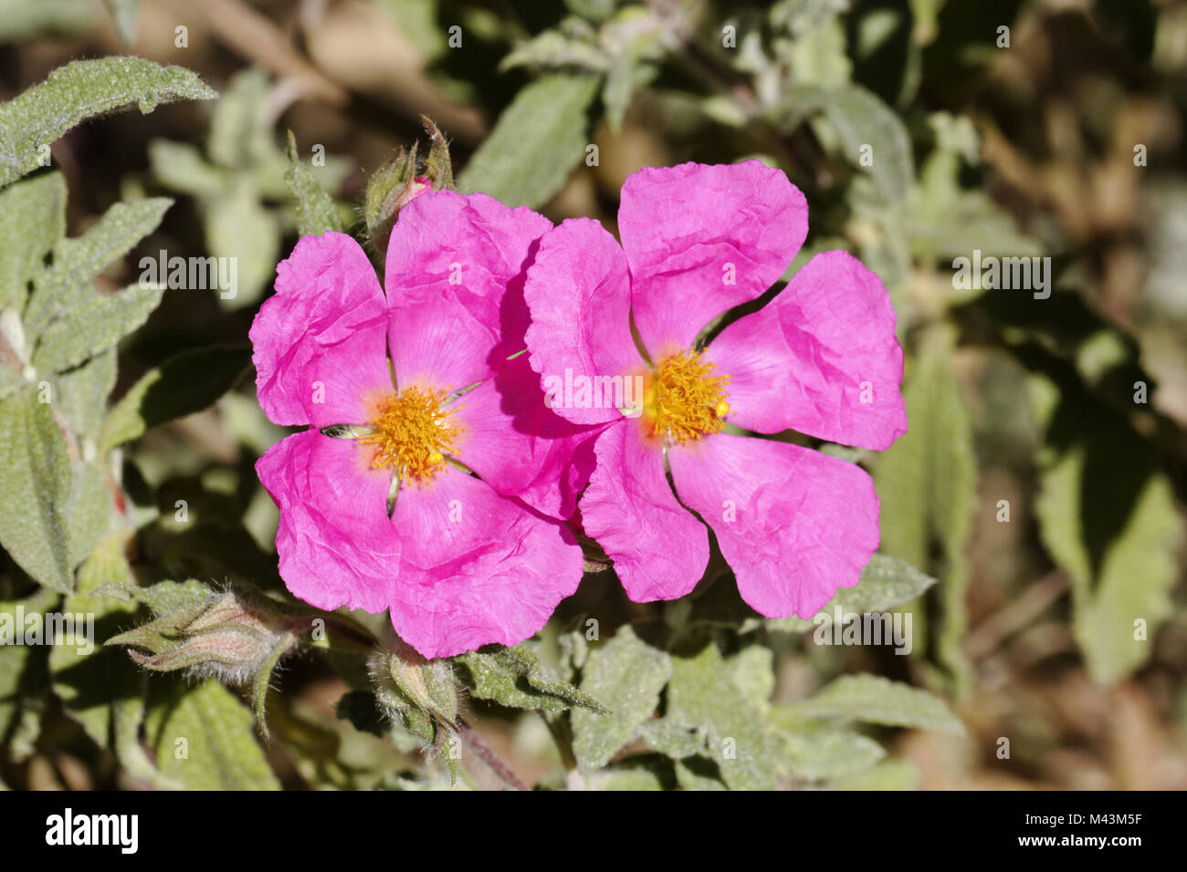 cistus-crispus-rockrose-crispy-leafed-rockrose-stock-photo-alamy