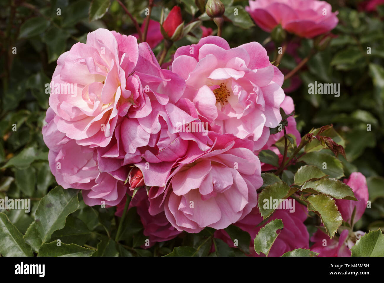 Rosa The Fairy, Polyantha rose, Sweetheart rose Stock Photo