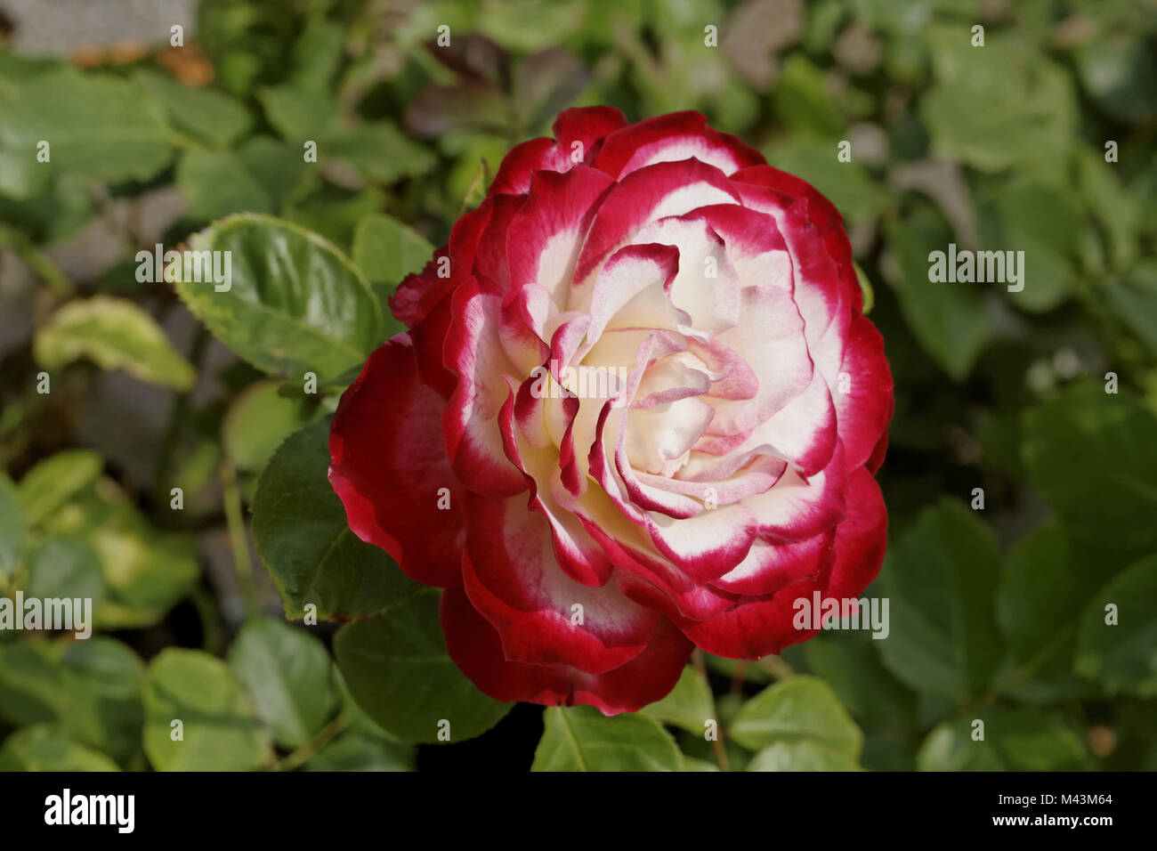 Rosa Jubile du Prince de Monaco, Polyantha rose Stock Photo - Alamy