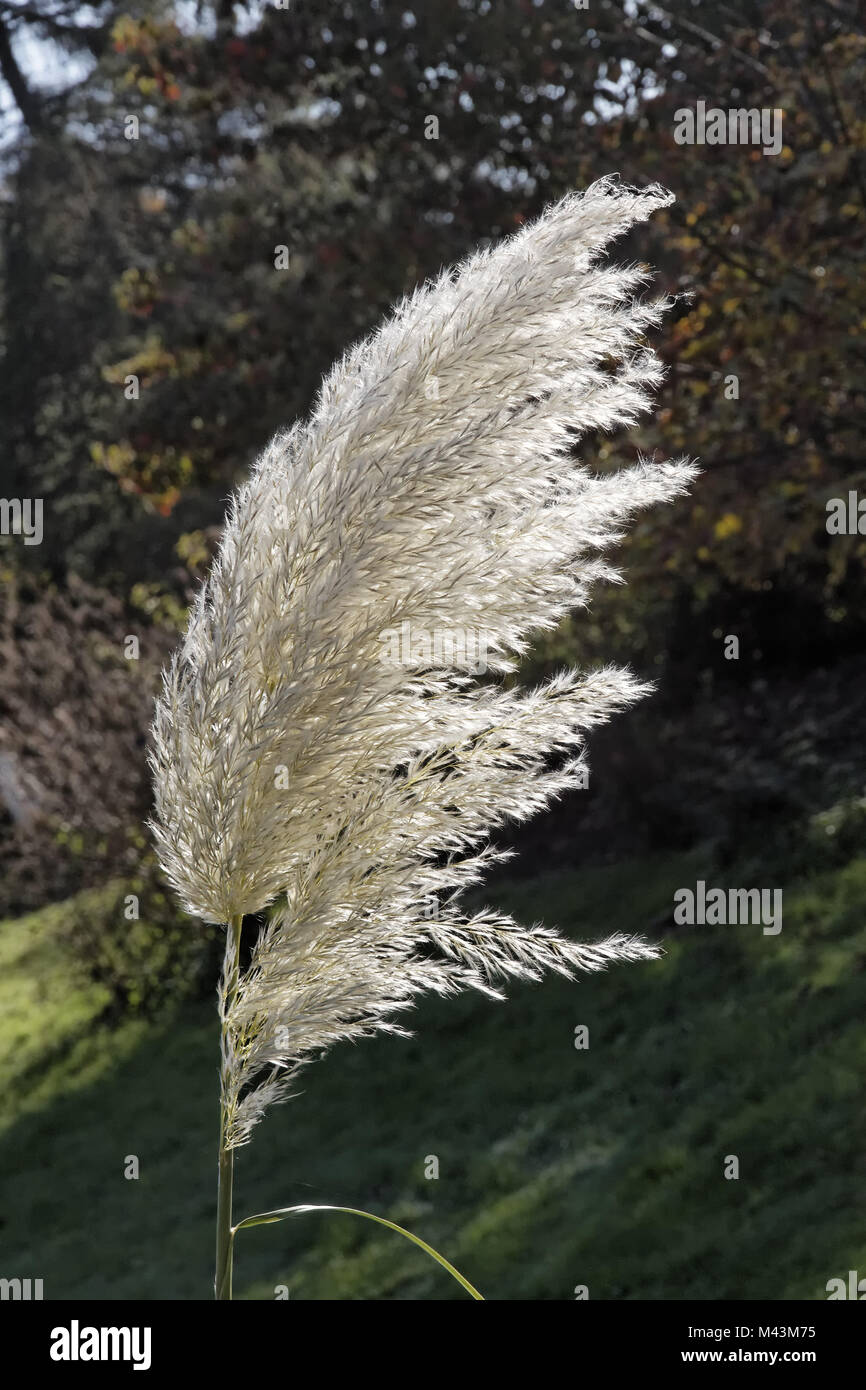 Cortaderia selloana, Pampas grass, Silver Feather Stock Photo