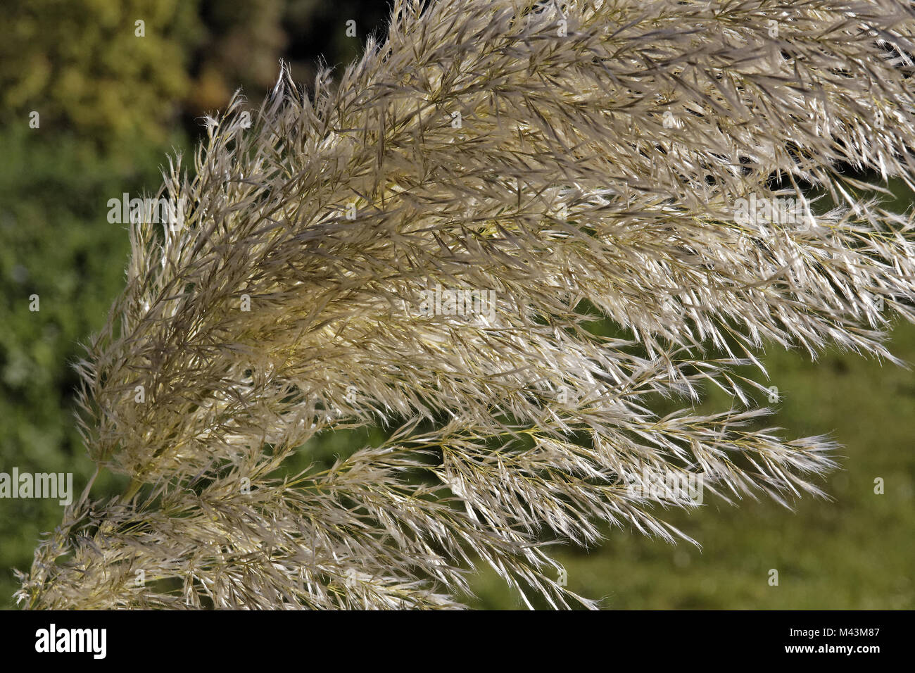 Cortaderia selloana, Pampas grass, Silver Feather Stock Photo