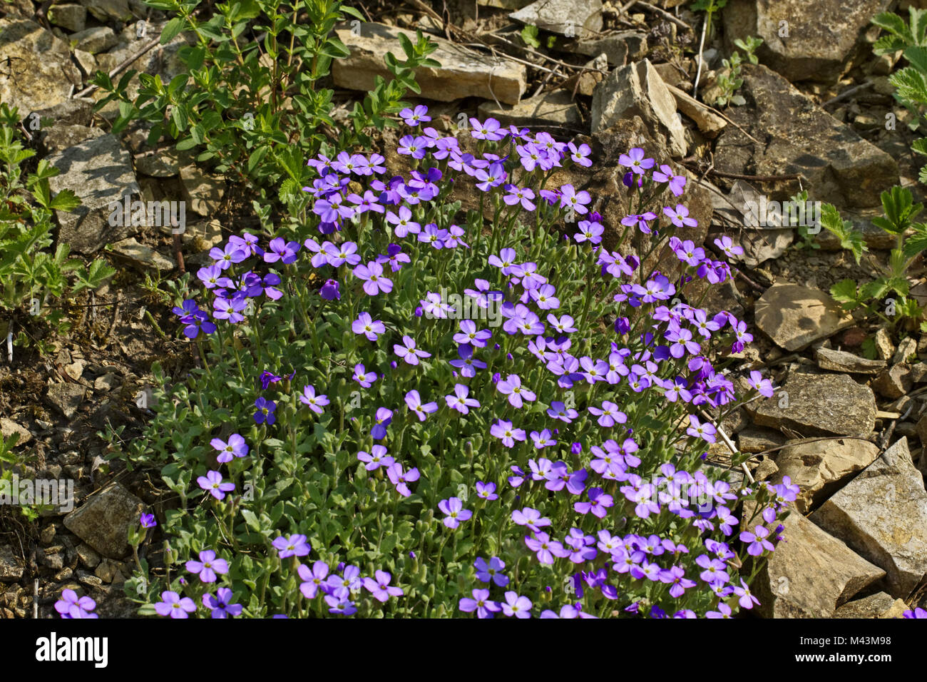 Aubrieta intermedia, Aubrieta, Aubretia, Lilacbush Stock Photo