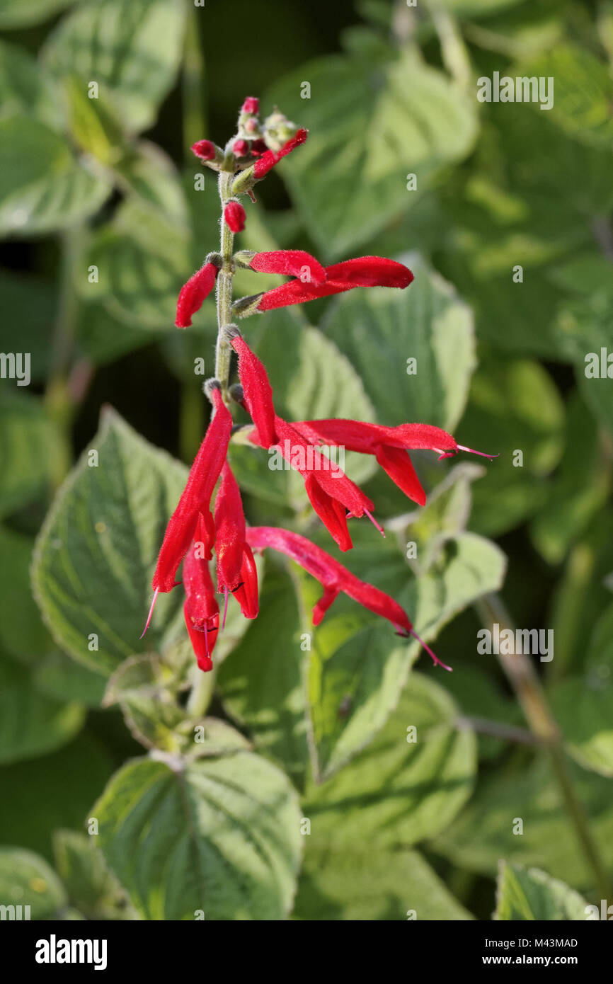 Salvia elegans hi-res stock photography and images - Alamy