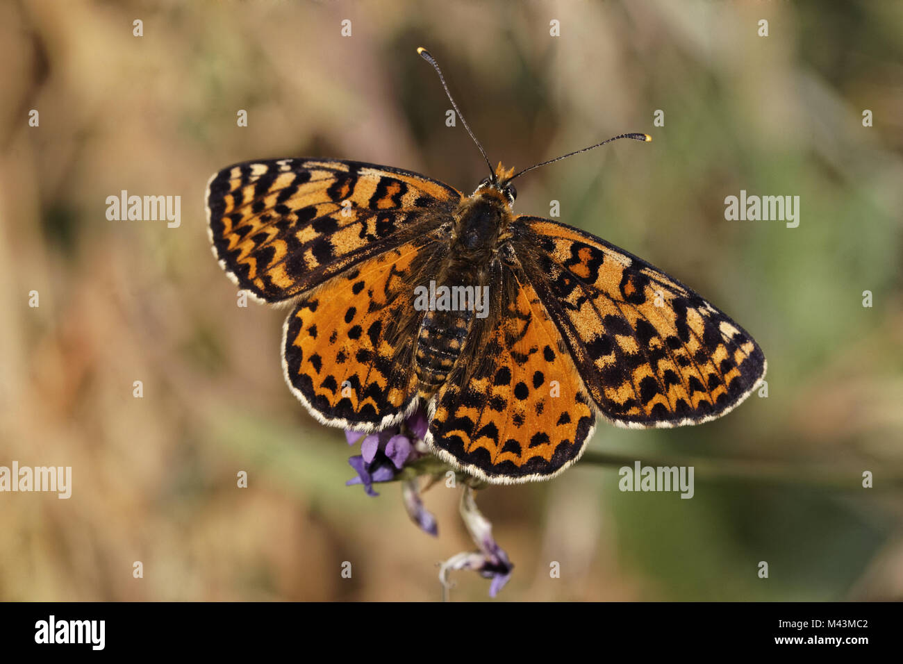 Melitaea didyma meridionalis, Spotted Fritillary Stock Photo - Alamy