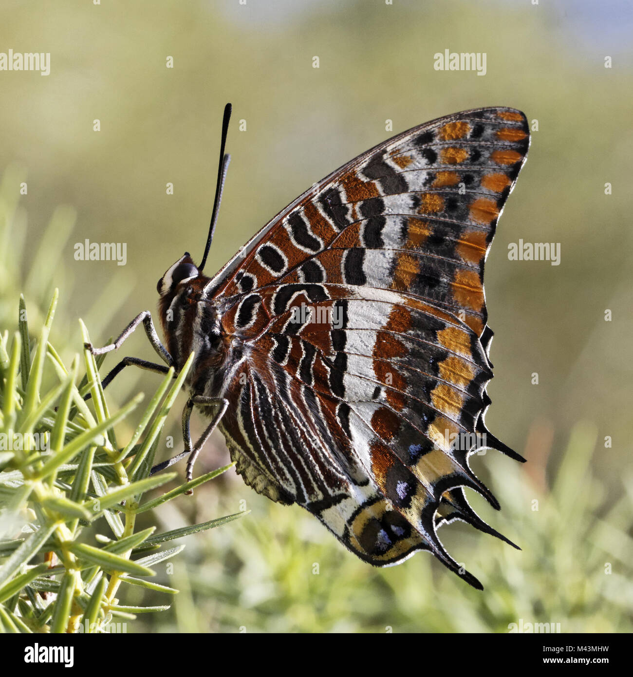 Charaxes jasius, Two-tailed Pasha, Foxy Emperor Stock Photo - Alamy