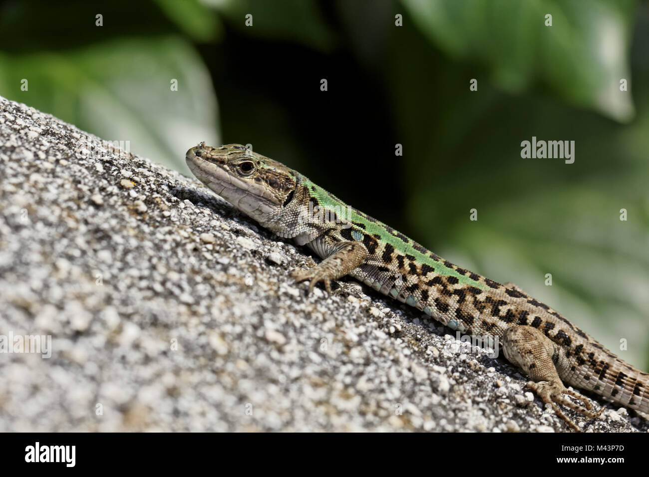 Podarcis sicula, Italian Wall Lizard, Ruin Lizard Stock Photo