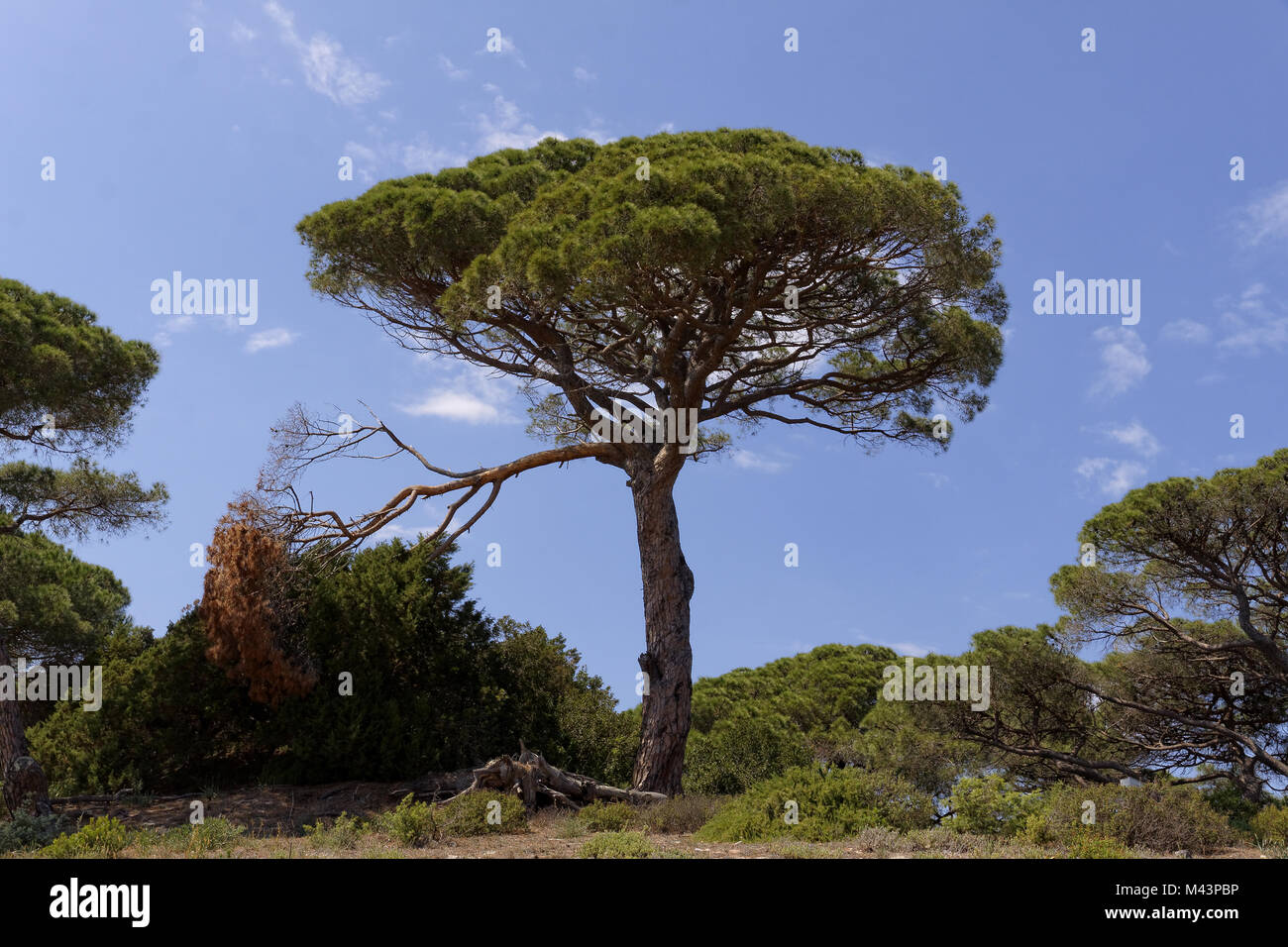 Pinus pinea, Umbrella pine, Parasol pine, Corsica Stock Photo