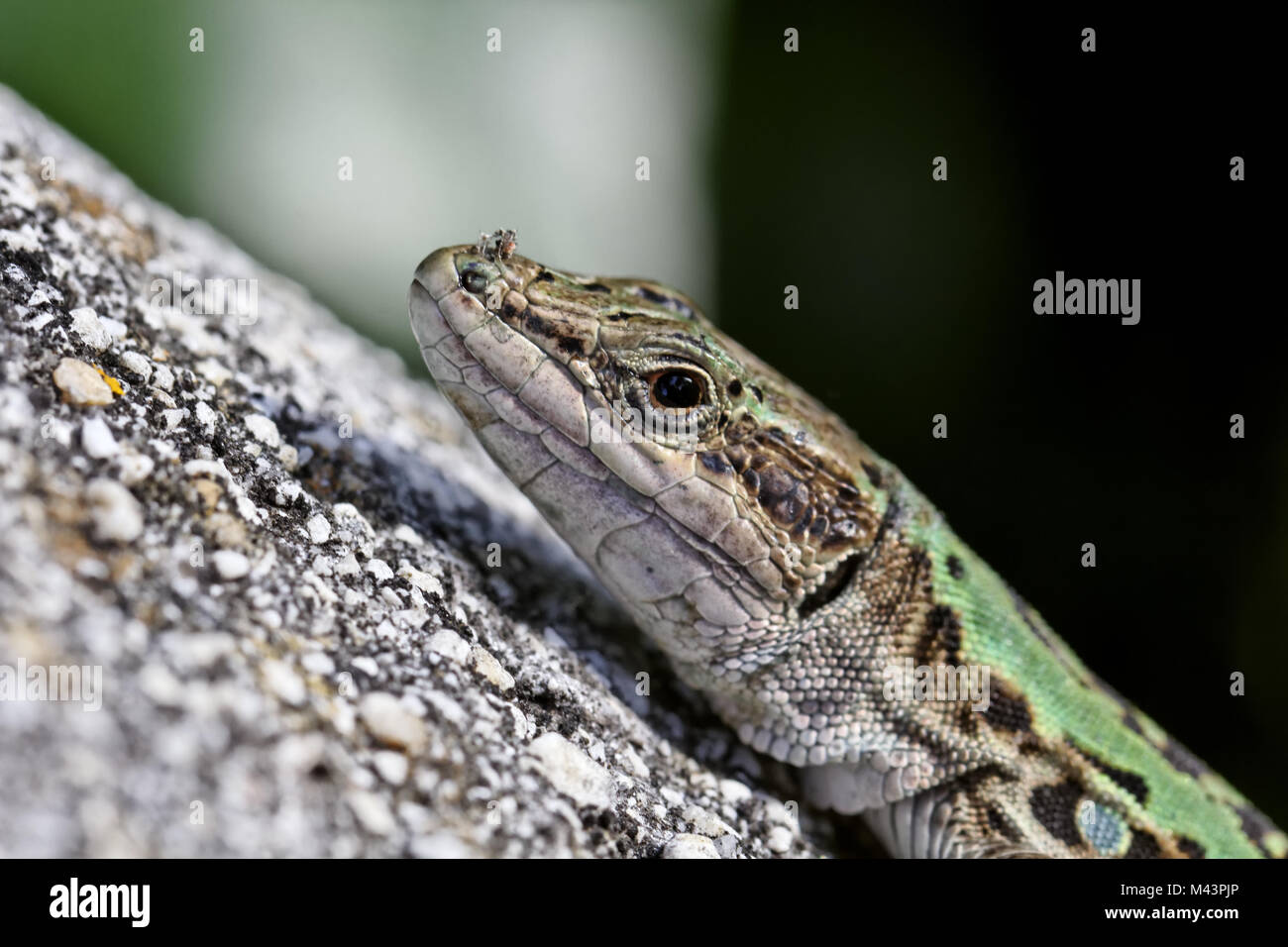 Podarcis sicula, Italian Wall Lizard, Ruin Lizard Stock Photo Alamy