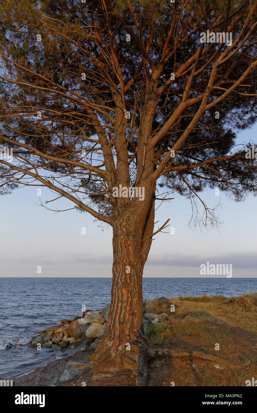 Pinus pinea, Umbrella pine, Parasol pine, Corsica Stock Photo Alamy