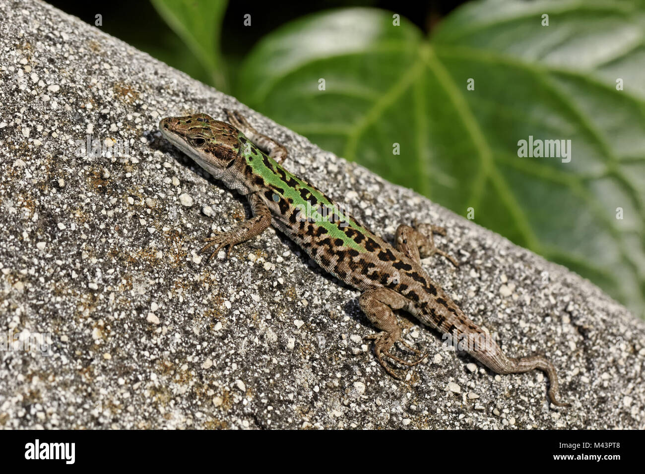 Podarcis sicula, Italian Wall Lizard, Ruin Lizard Stock Photo