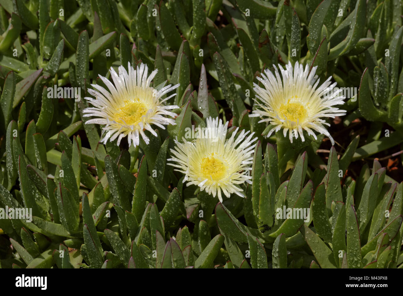 Carpobrotus edulis, Highway Ice Plant, Pigface Stock Photo