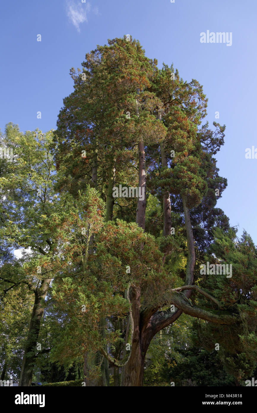 Chamaecyparis pisifera,  Sawara cypress in October Stock Photo