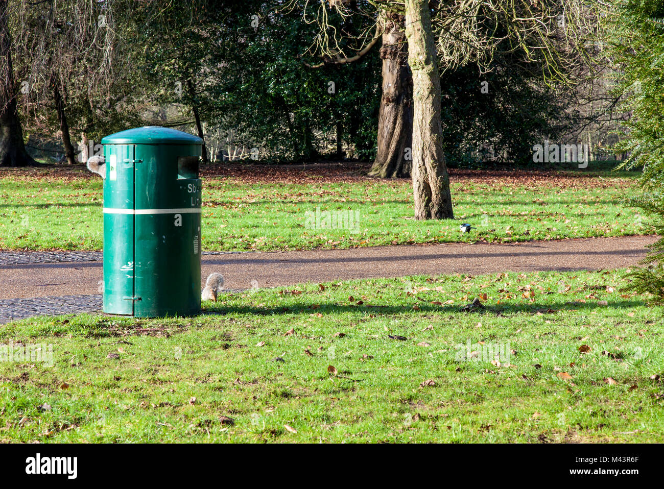 Grey Squirrel scavenging for food in litter bin Stock Photo - Alamy