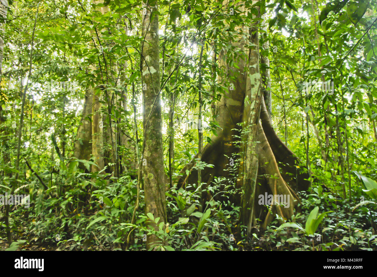 Amazon basin trees hires stock photography and images Alamy