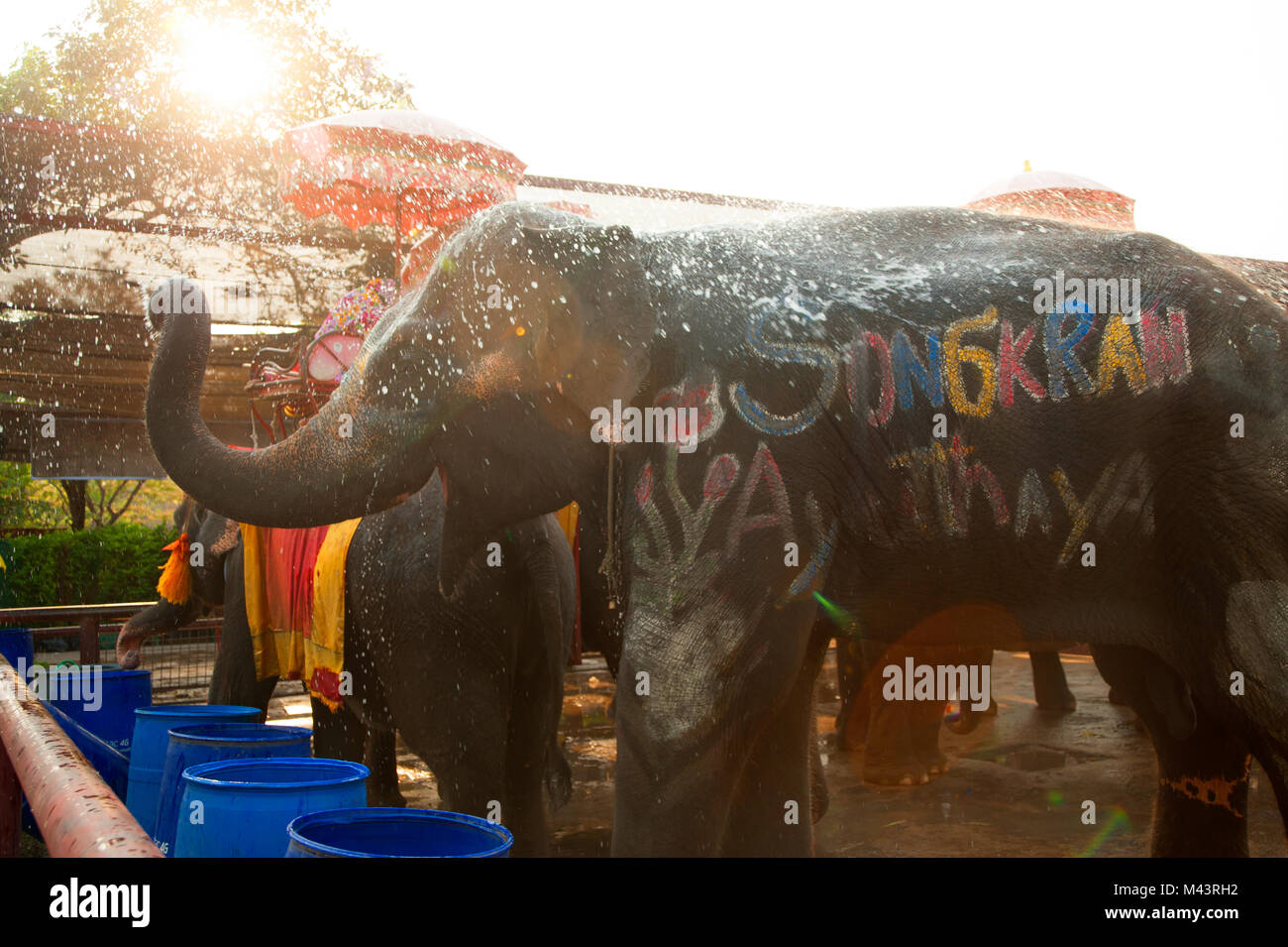 Elephants spray water on themselves happily Stock Photo Alamy