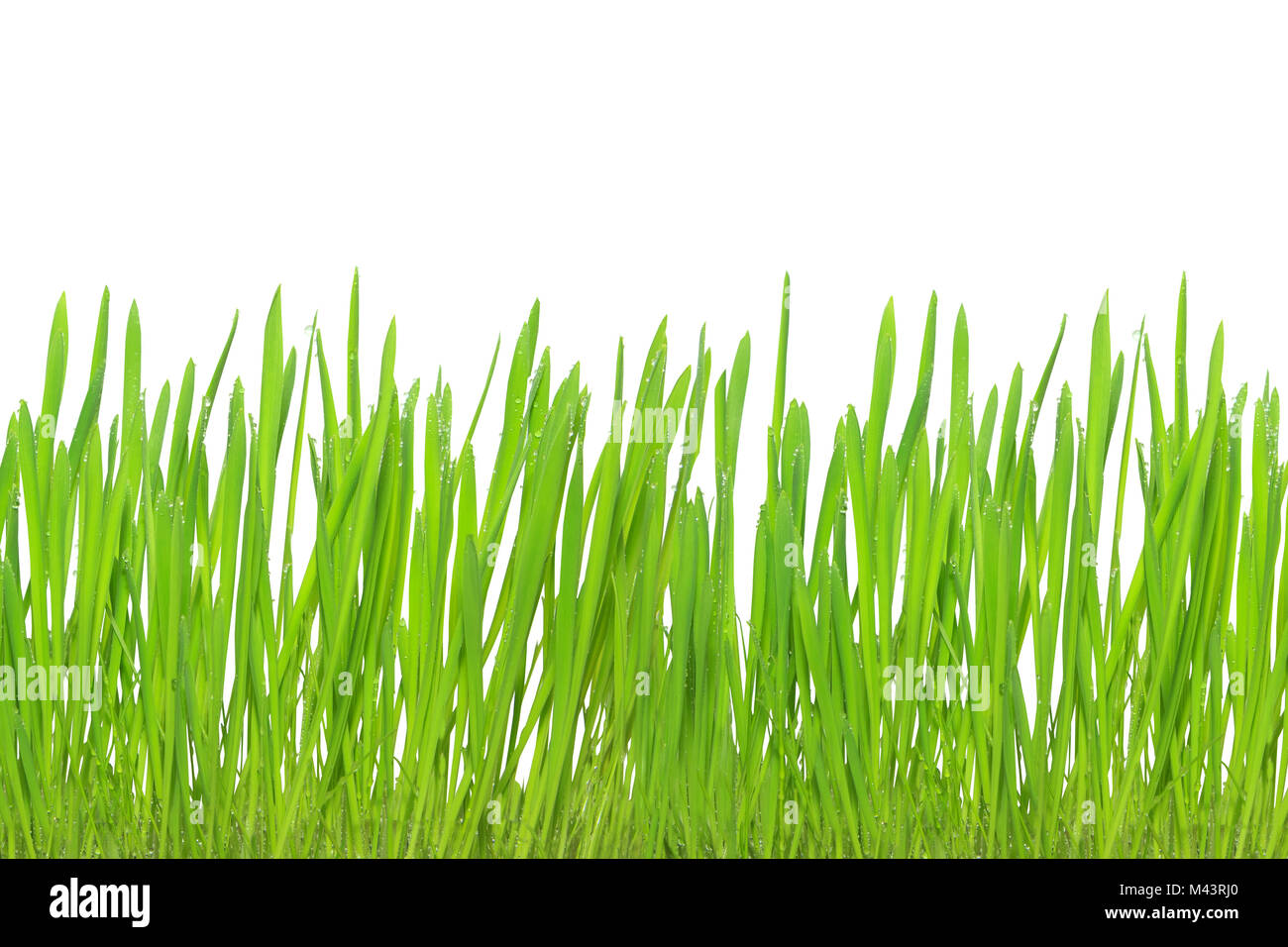 Green grass isolated on white background Stock Photo - Alamy