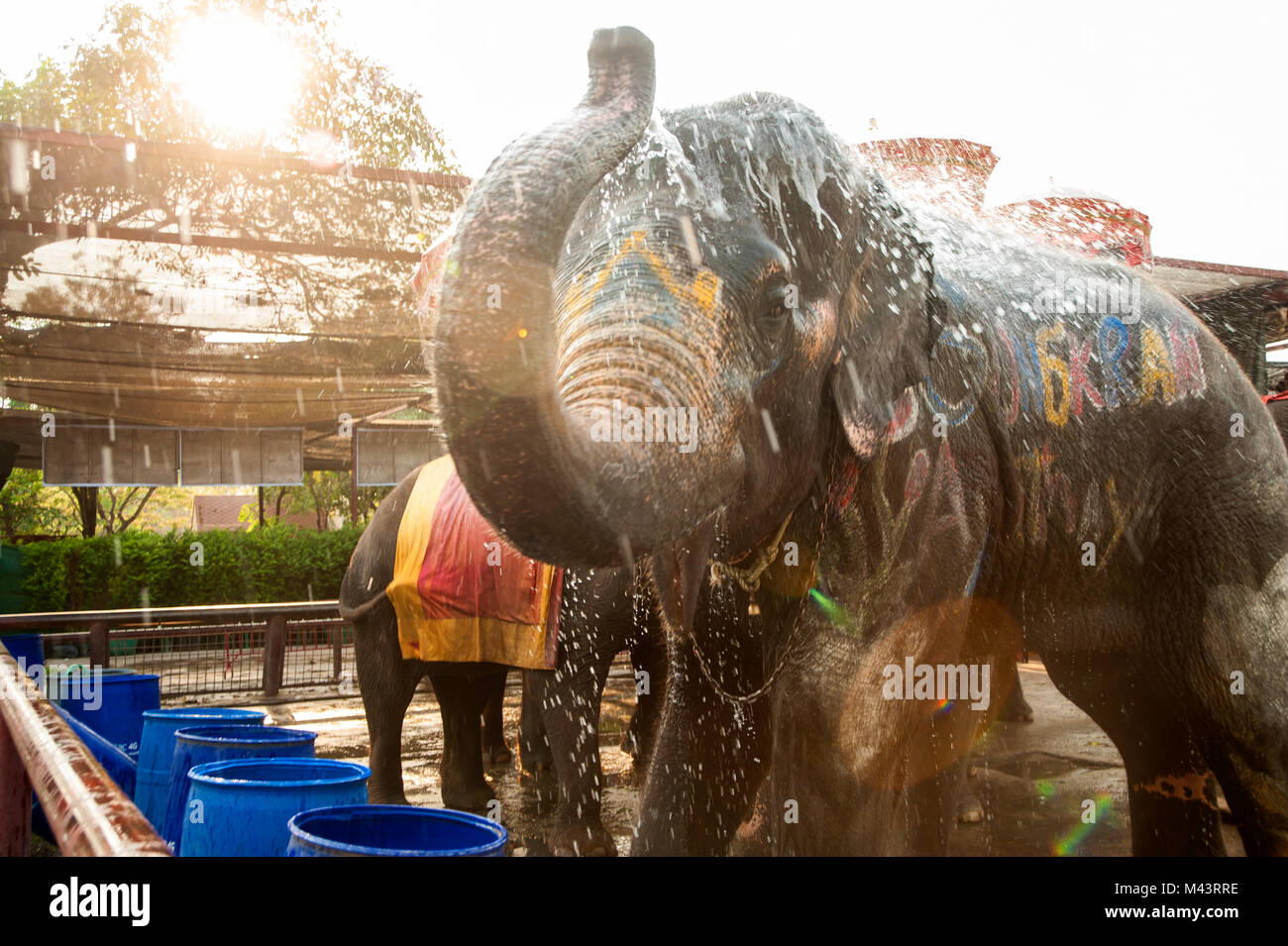 Elephants spray water on themselves happily Stock Photo Alamy