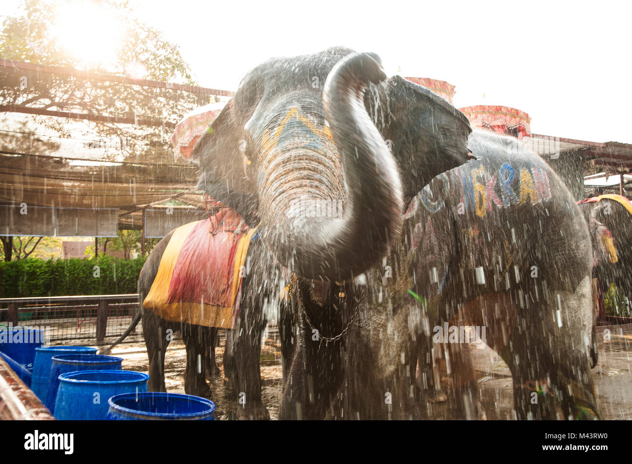 Elephants spray water on themselves happily Stock Photo Alamy