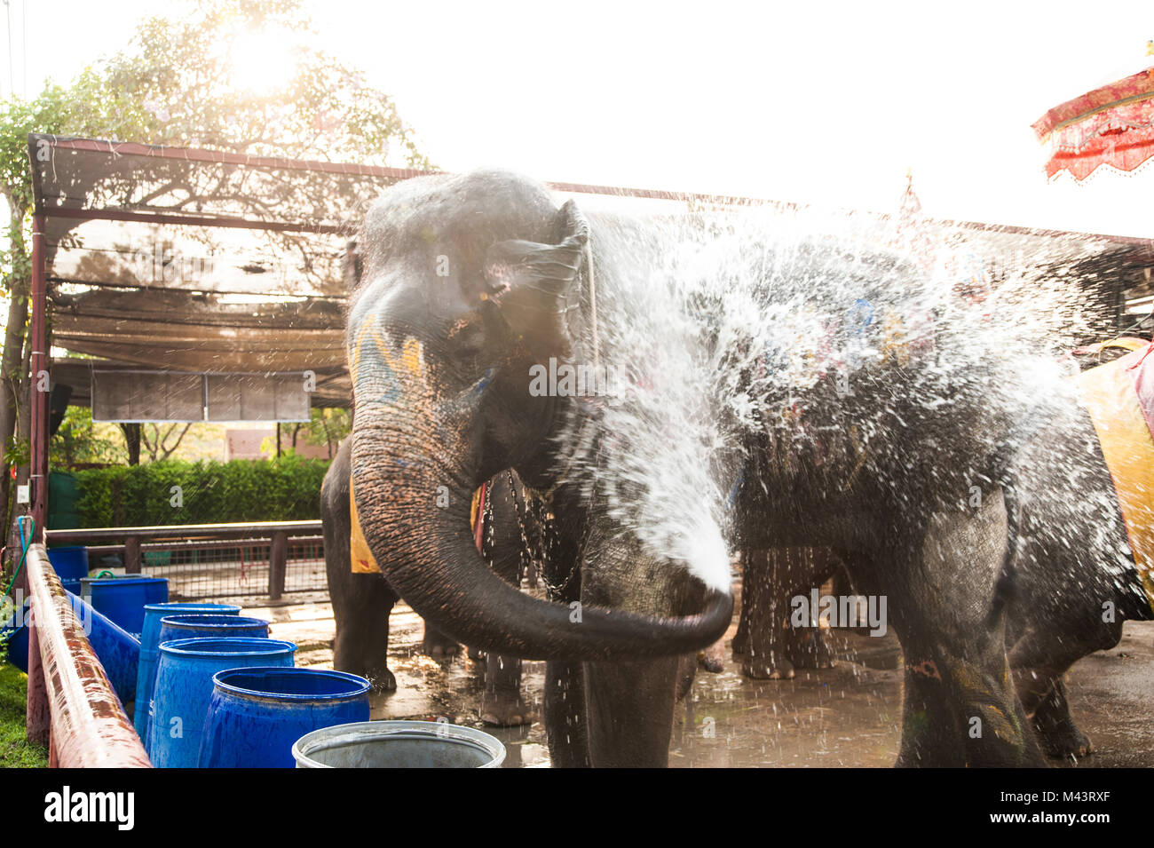 Elephants spray water on themselves happily Stock Photo Alamy