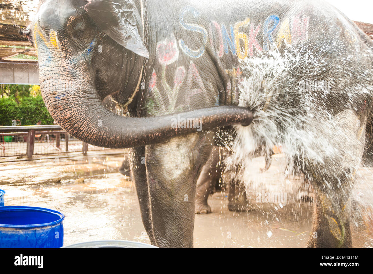 Elephants spray water on themselves happily Stock Photo Alamy