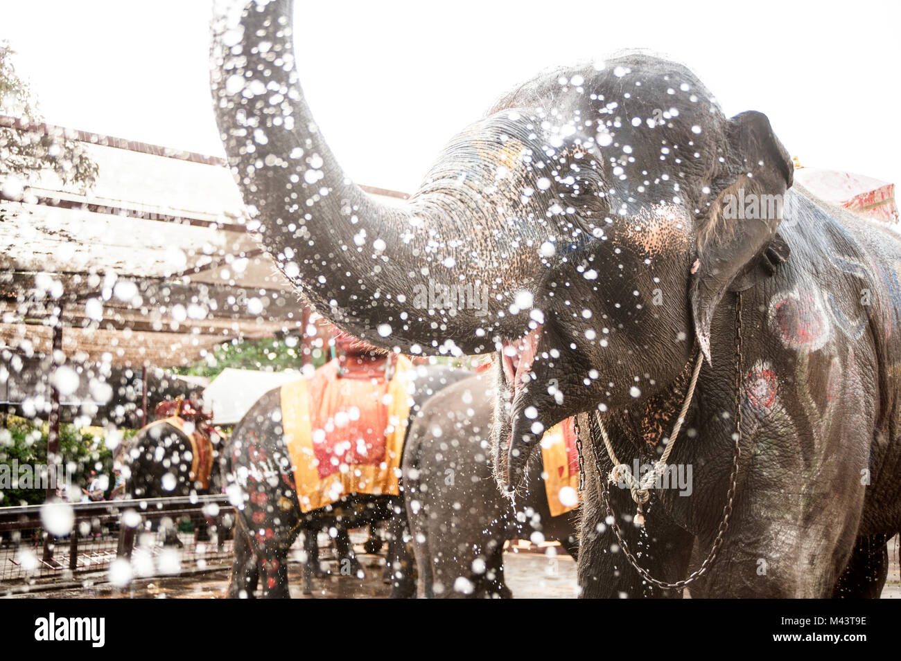 Elephants spray water on themselves happily Stock Photo Alamy