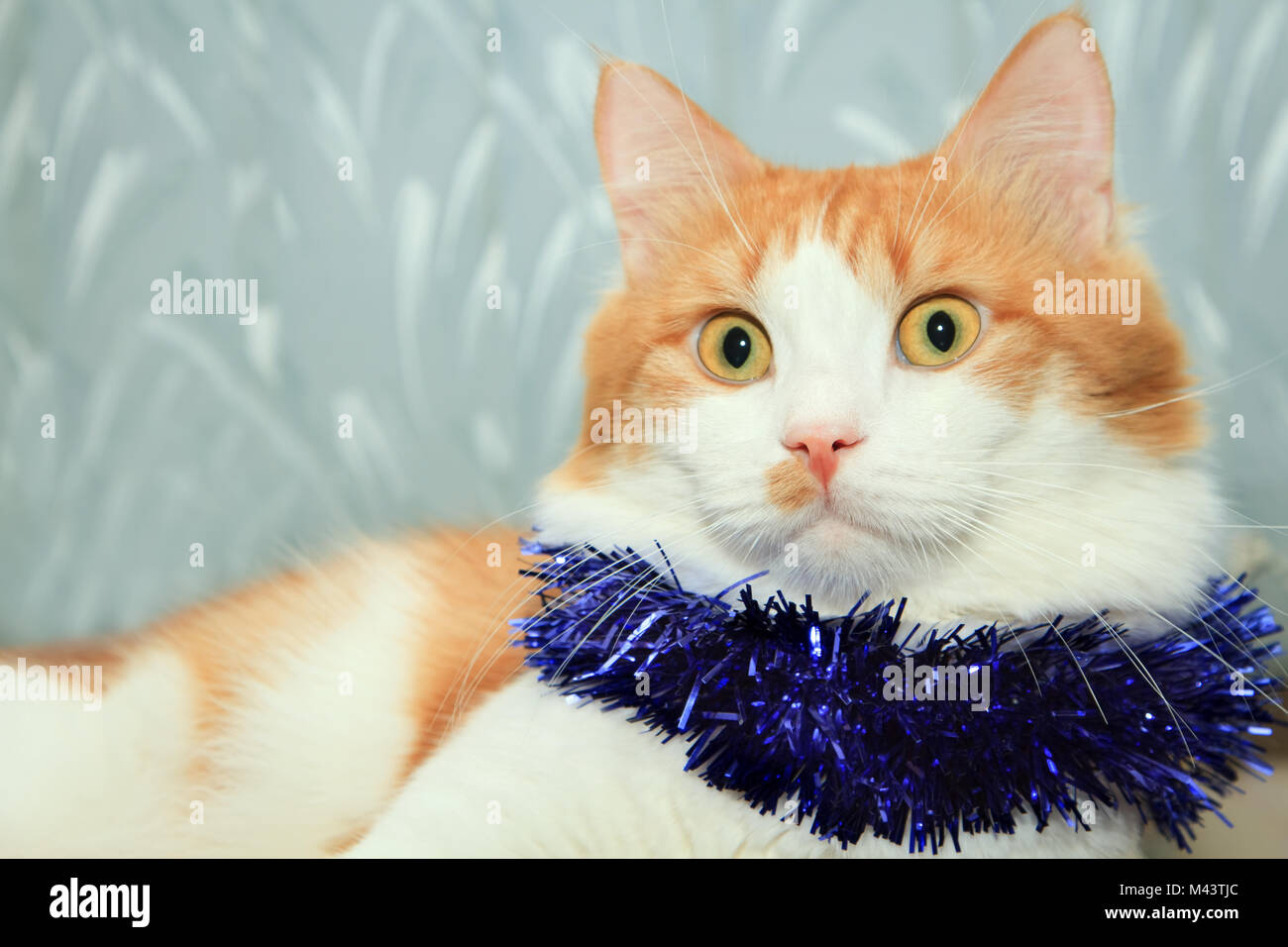 Funny red and white cat with christmas tinsel decoration Stock Photo