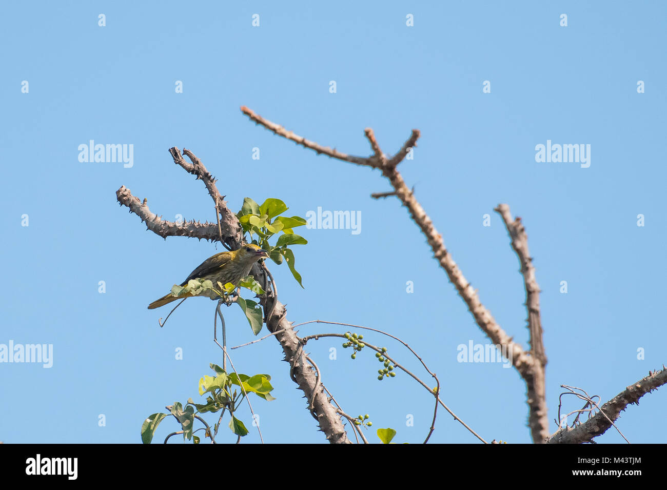 Female of Indian Golden Oriole Feasting on Insect Stock Photo