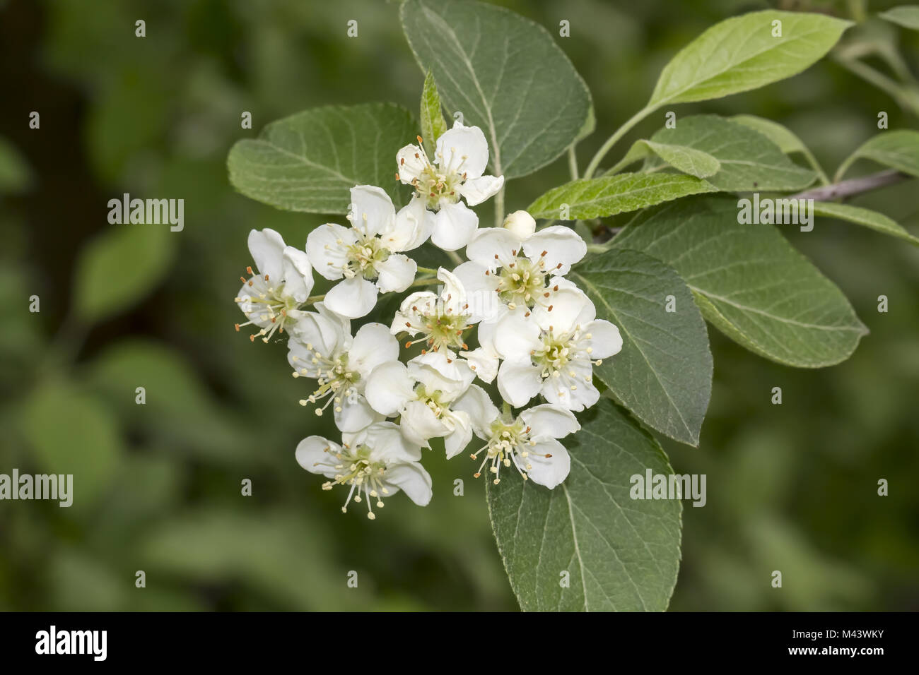 Malus fusca hires stock photography and images Alamy