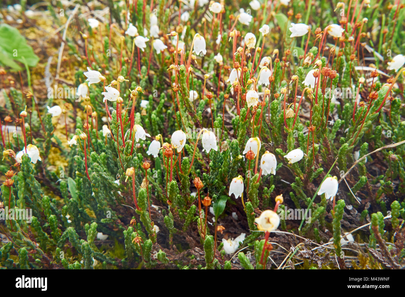 Flower Arctic bell-heather - Cassiope tetragona in natural tundra environment Stock Photo