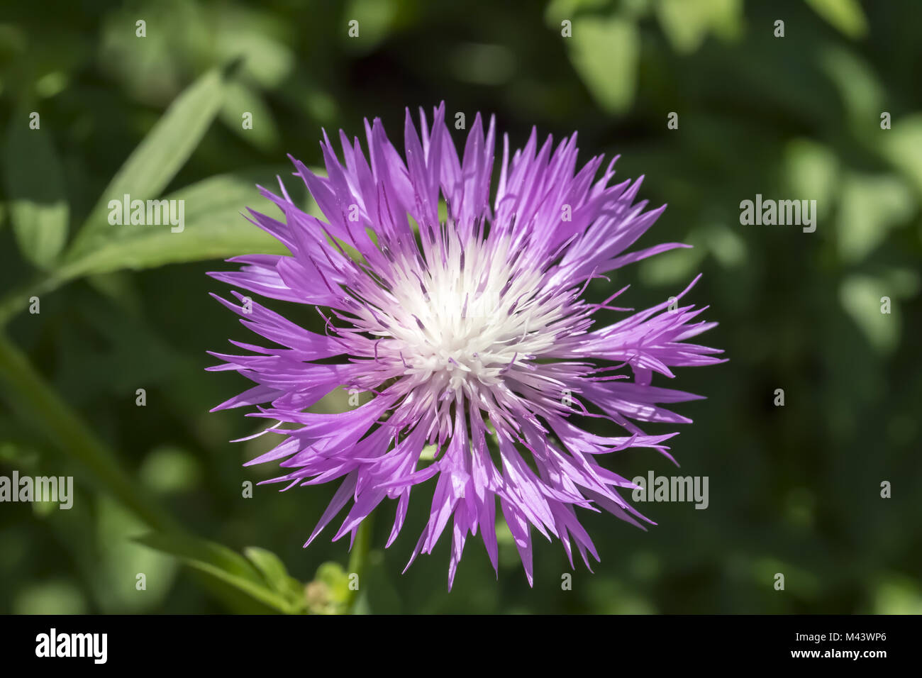 Centaurea dealbata, Persian Cornflower, Whitewash Stock Photo - Alamy