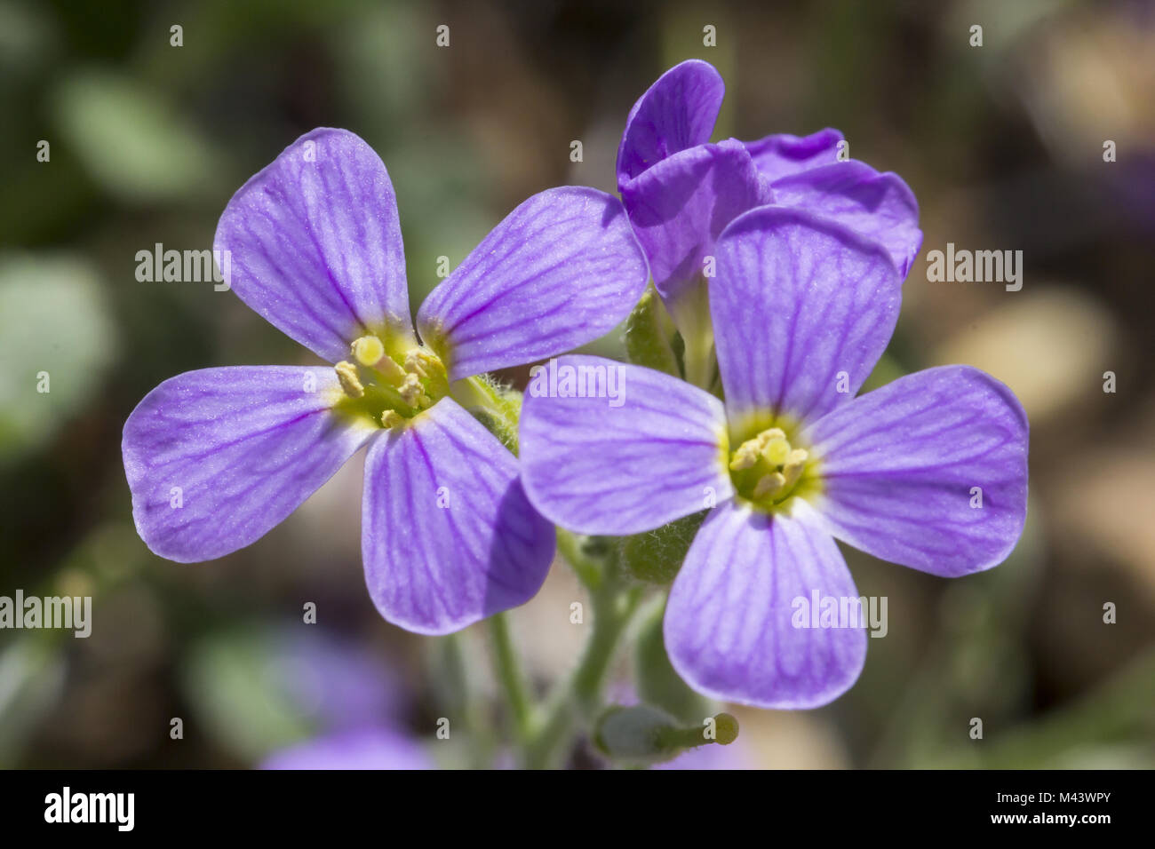 ubrieta canescens, Lilacbush, Purple rock cress Stock Photo
