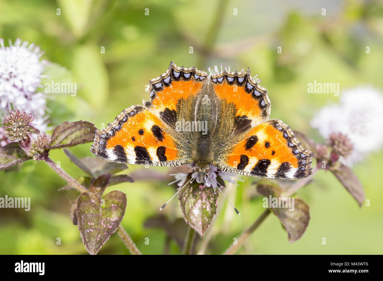 Nymphalis urticae, Small tortoiseshell, Germany Stock Photo