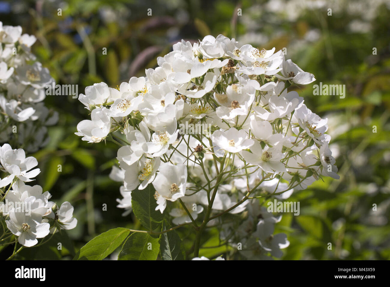 Himalaya Moschus Rose High Resolution Stock Photography and Images - Alamy