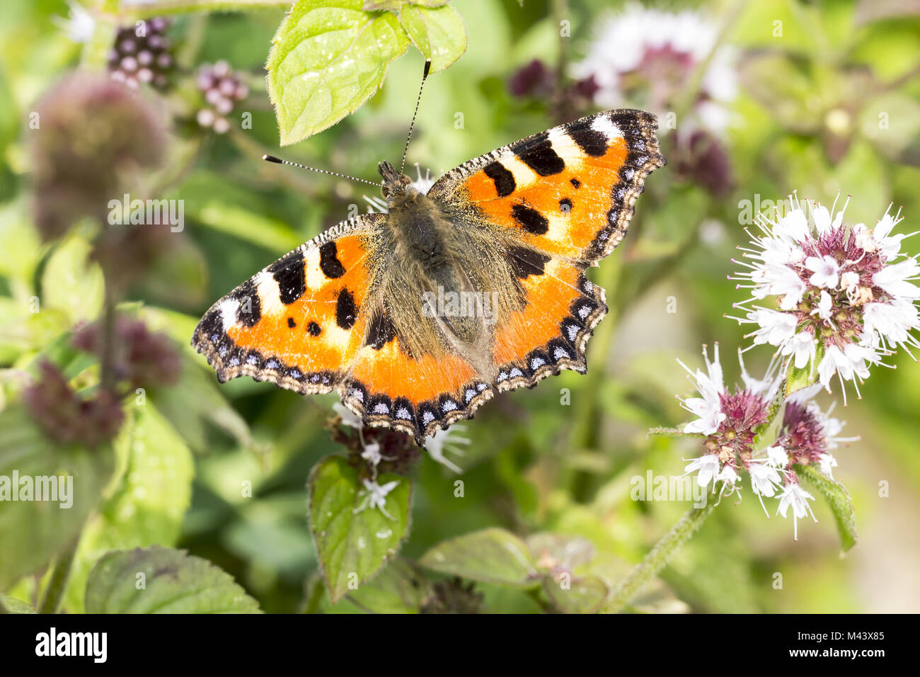 Nymphalis urticae, Small tortoiseshell, Germany Stock Photo