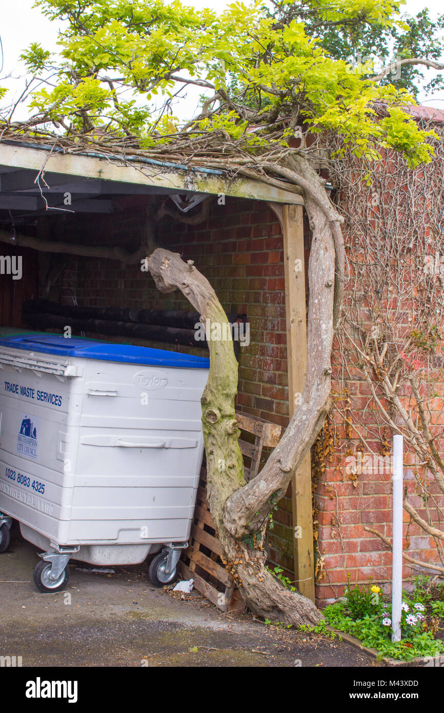 15 May 2017 An unusual old twisted and gnarled  Wisteria plant growing through a garage roof in the seaside town of Hythe in Hampshire on the English Stock Photo