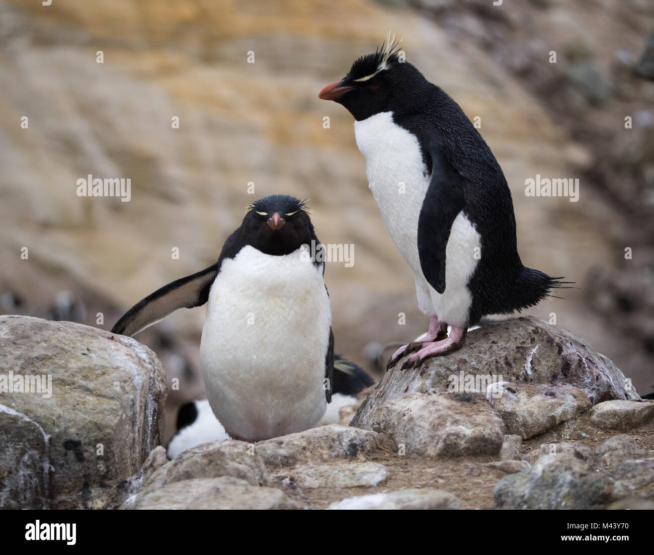 A rockhopper penguin climbing up rocks past a standing rockhopper penguin with pink webbed feet. Stock Photo