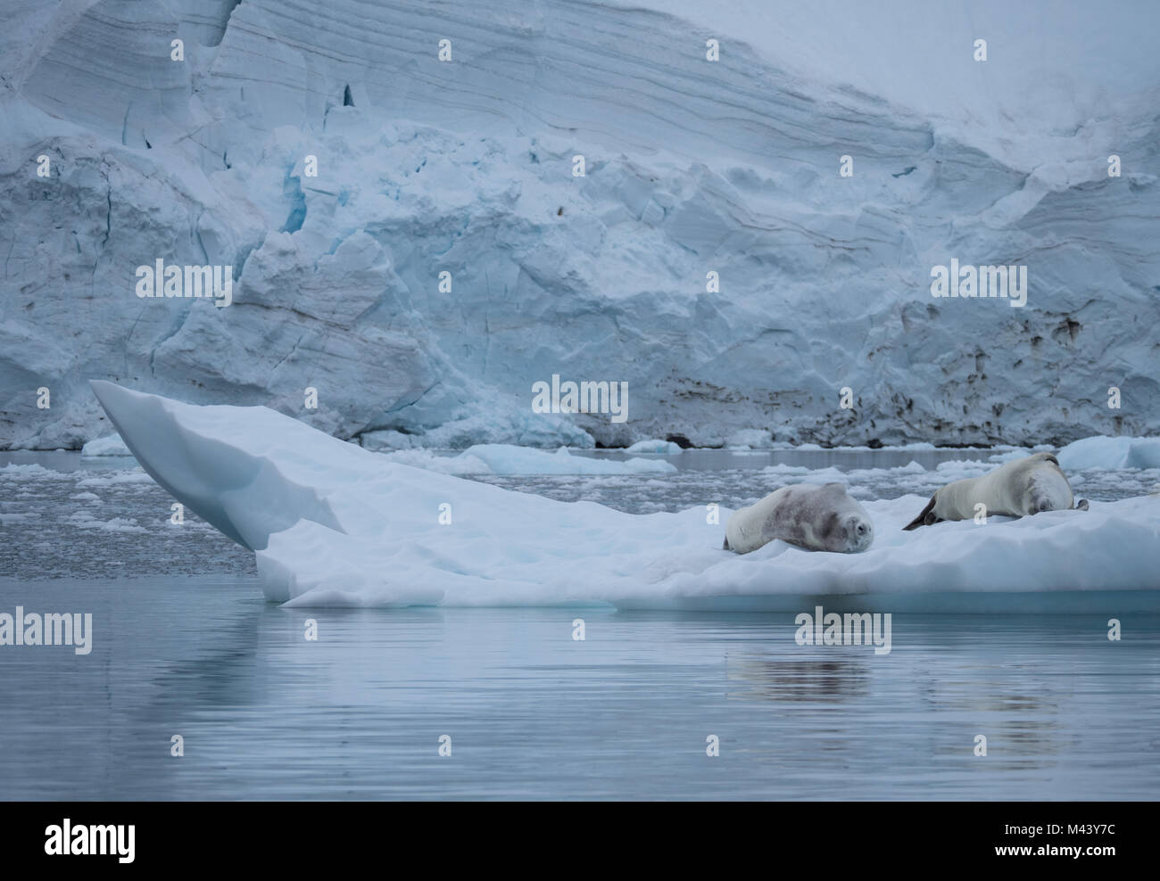 A pair of crabeater seals resting on an iceberg floating in Paradise Cove, Antarctica. Their reflections are seen in the water. Stock Photo