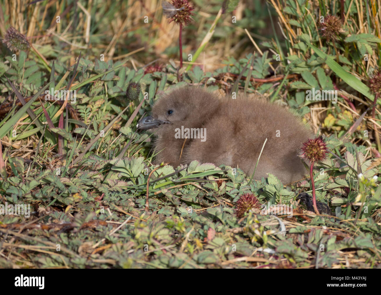 Close up of a fluffy skua chick with brown down and a large dark brown beak. The chick is sitting among greater burnet plants. Stock Photo