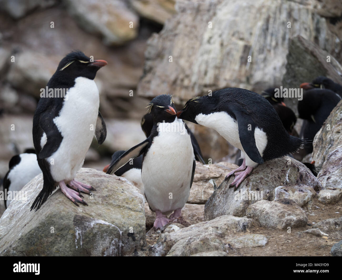 A group of rockhopper penguins standing on a rocky cliff. One penguin is grooming another. Photographed with a shallow depth of field. Stock Photo