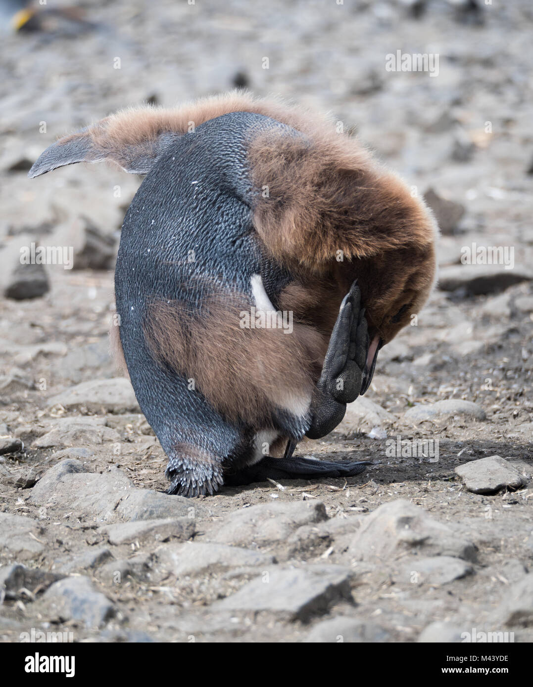 Boy bending over back hi-res stock photography and images - Alamy